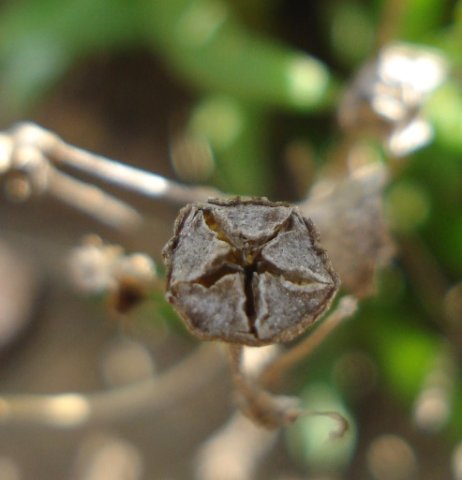 Delosperma leendertziae dry capsule